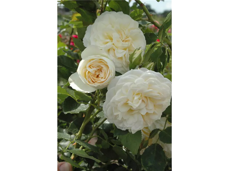 Rosa 'Friedenslicht'