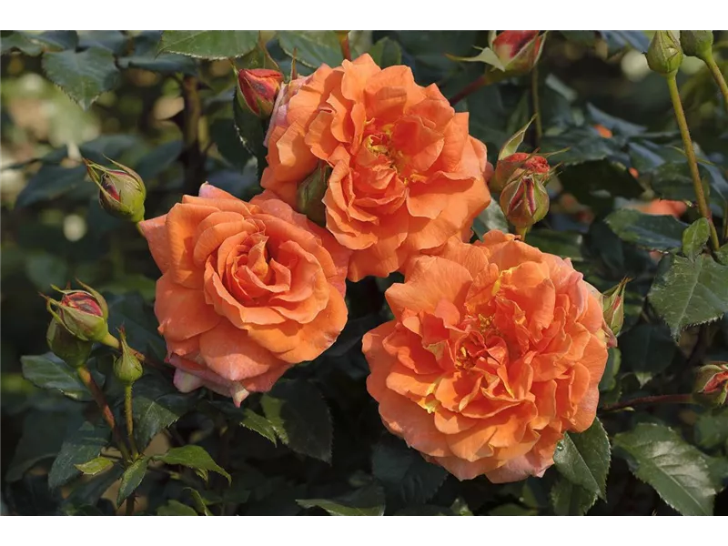 Rosa 'Naranga®'