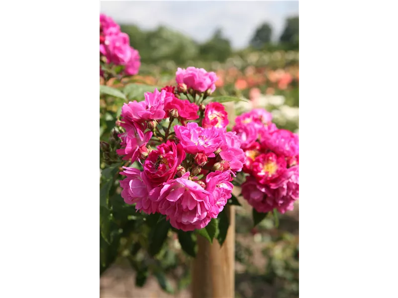 Rosa 'Perennial Blue®'