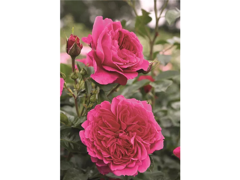 Rosa 'Soul®'