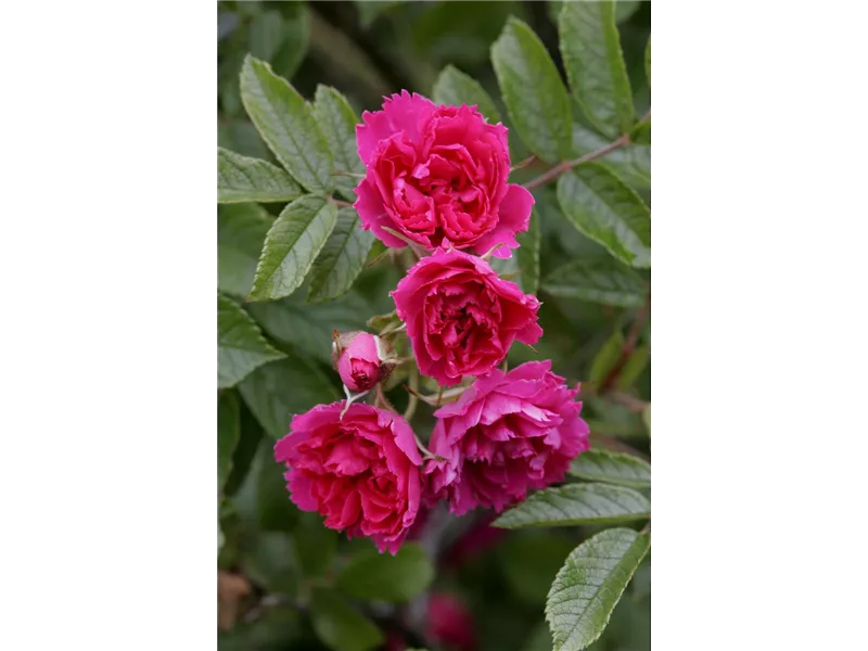 Rosa 'F.J. Grootendorst'