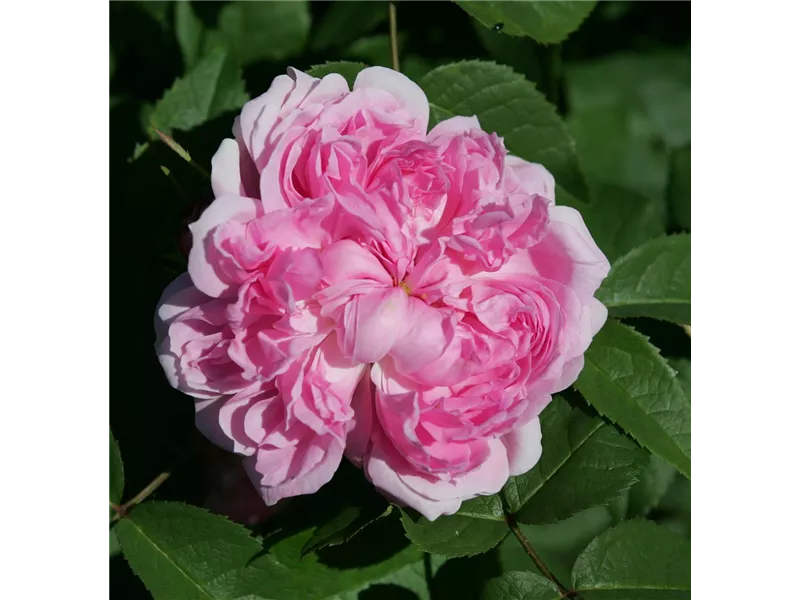 Rosa 'Jacques Cartier'