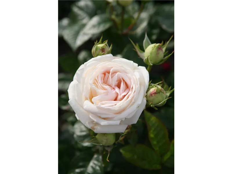 Rosa 'Madame Anisette'