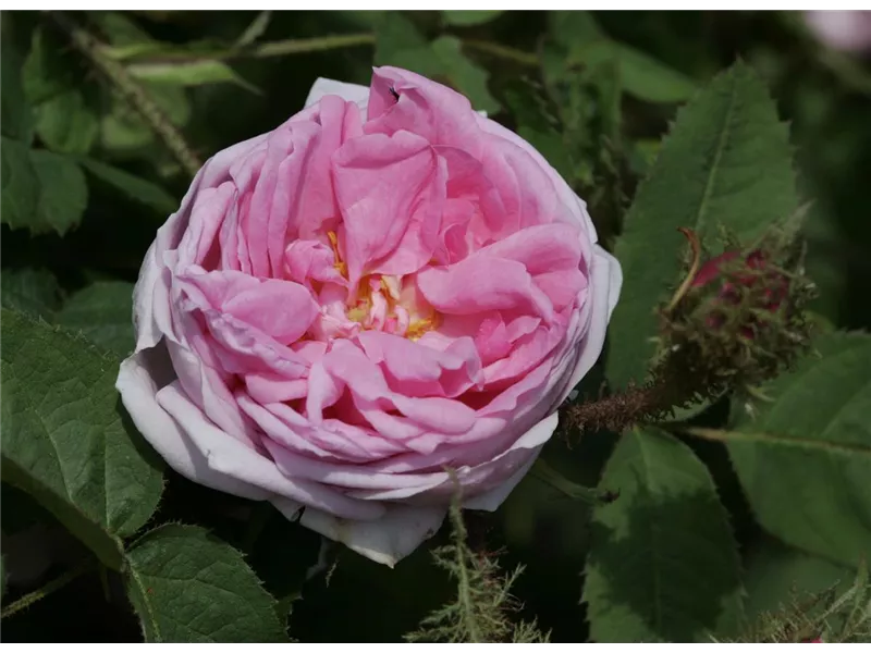 Rosa 'centifolia Muscosa'