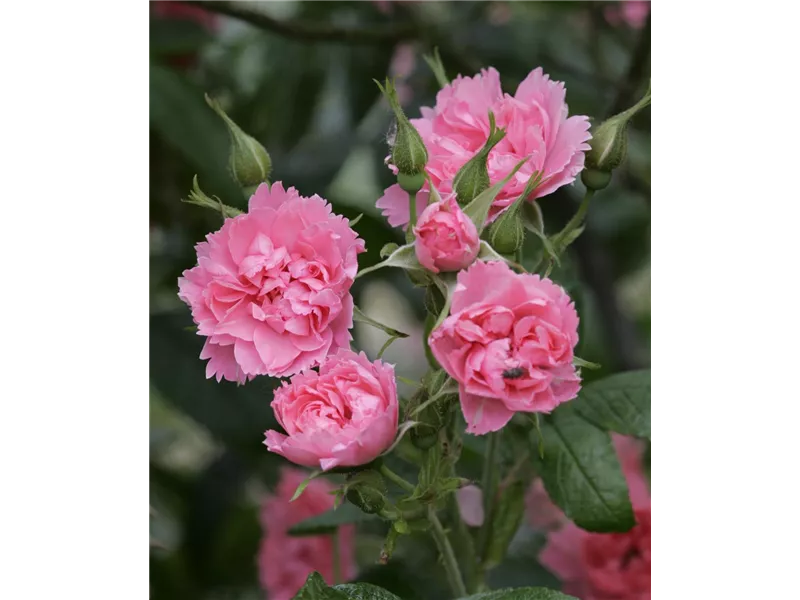 Histor. Rose 'Pink Grootendorst'