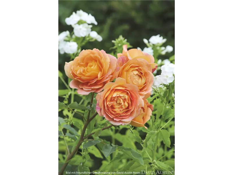 Rosa 'Lady of Shalott®' (Ausnyson)