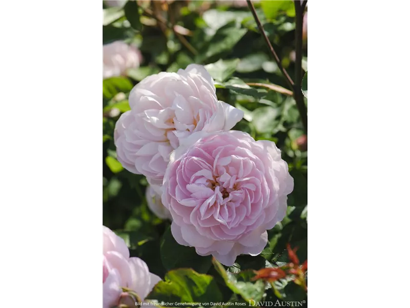 Rosa 'Gentle Hermione®' (Ausrumba)