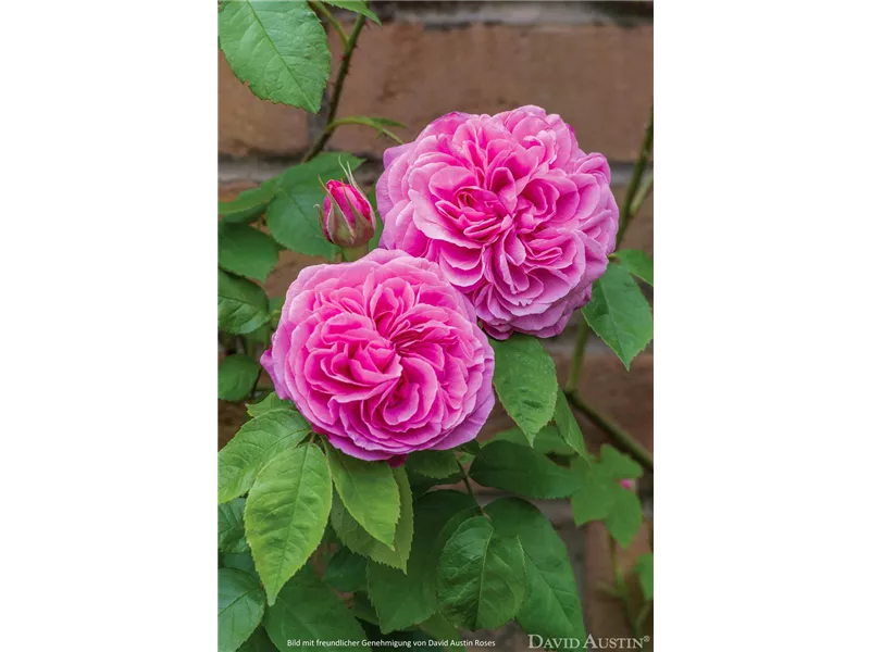 Rosa 'Gertrude Jekyll®' (Ausbord)