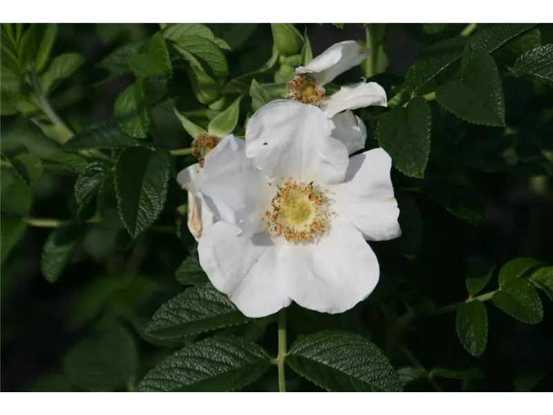 Rosa 'Rosa rugosa 'Alba''