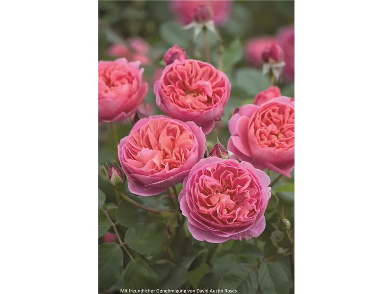 Rosa 'Boscobel®' (Ausencart)