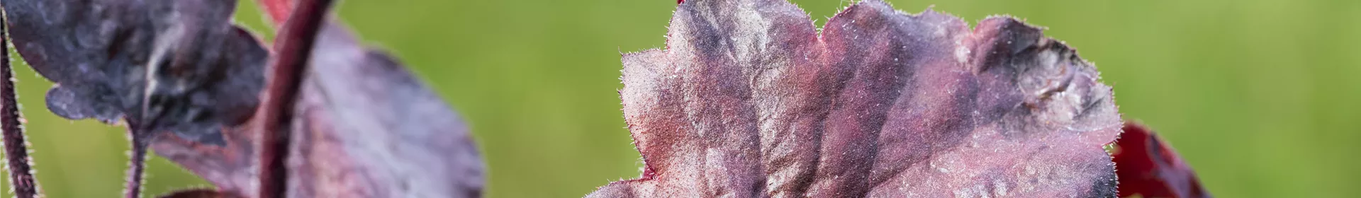 Silberglöckchen - Einpflanzen im Garten - Rosengut Langerwisch