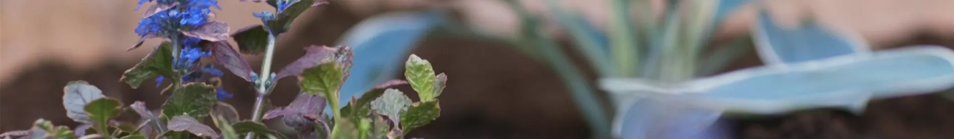 Kriechender Günsel - Einpflanzen im Garten - Rosengut Langerwisch