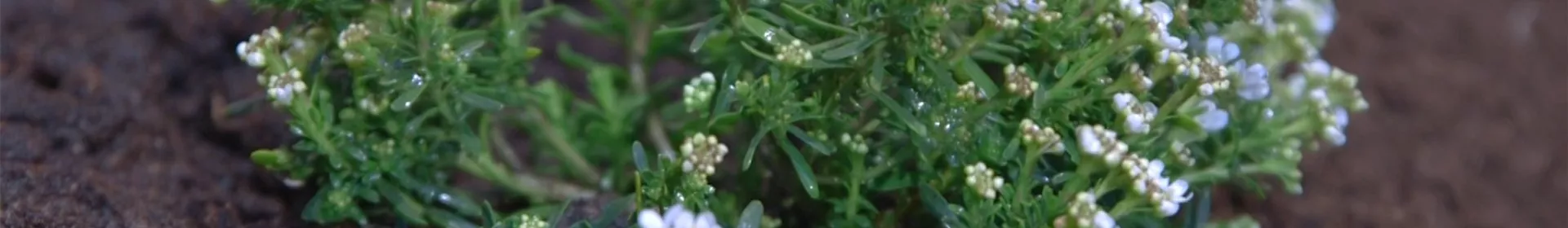 Schleifenblume - Einpflanzen im Garten - Rosengut Langerwisch