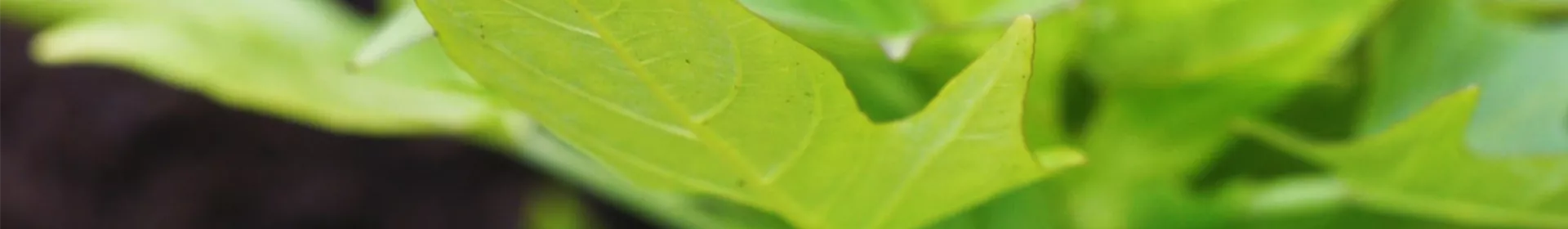 Zier Süßkartoffel - Einpflanzen im Garten - Rosengut Langerwisch