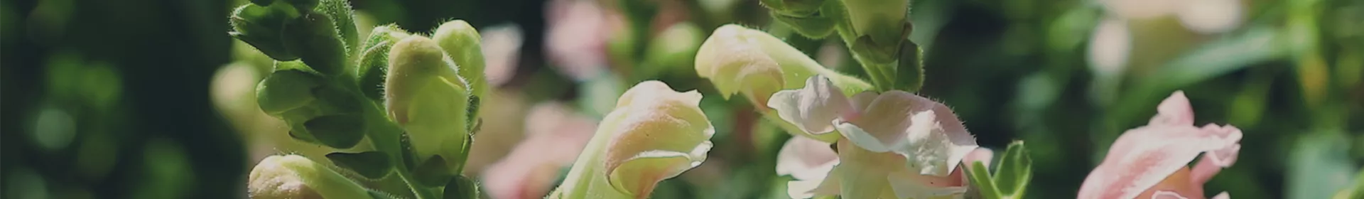 Löwenmaul - Einpflanzen im Garten - Rosengut Langerwisch