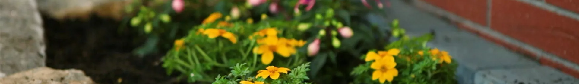 Goldmarie - Einpflanzen im Garten - Rosengut Langerwisch