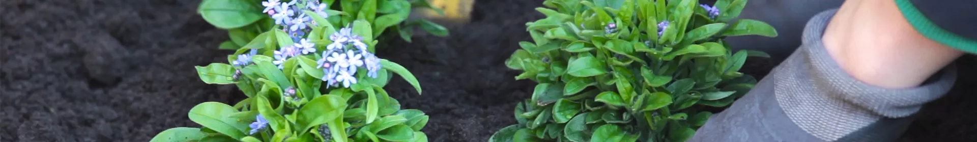 Vergissmeinnicht - Einpflanzen im Garten - Rosengut Langerwisch