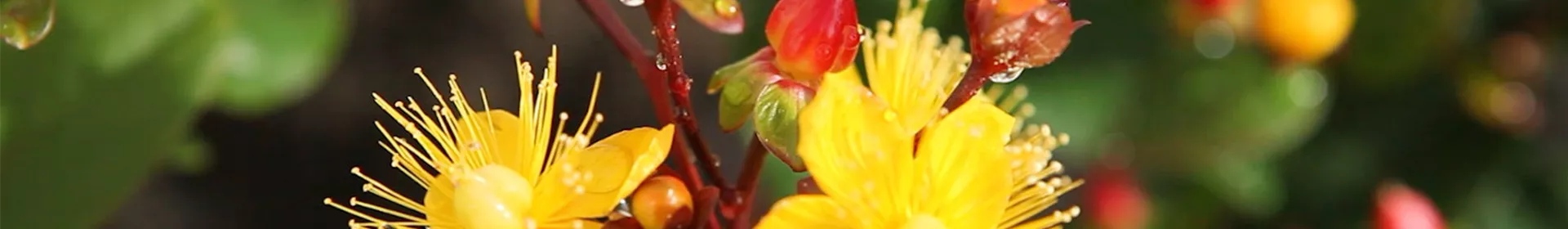 Johanniskraut - Einpflanzen im Garten - Rosengut Langerwisch