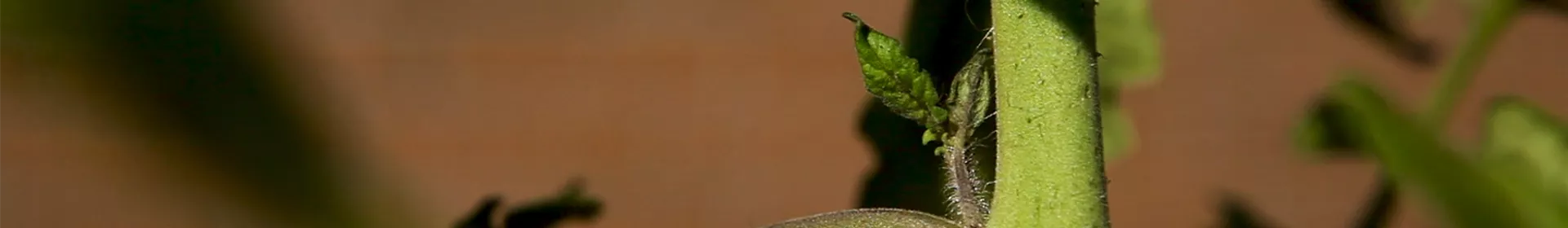 Wie machst du das? - Tomaten ausgeizen - Rosengut Langerwisch