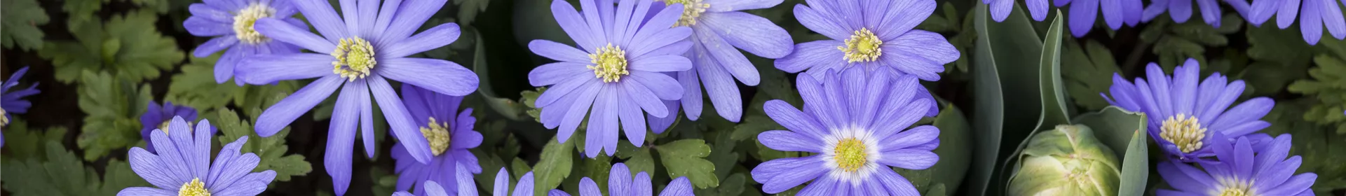 Anemonen – zarte Windröschen im Garten - Rosengut Langerwisch