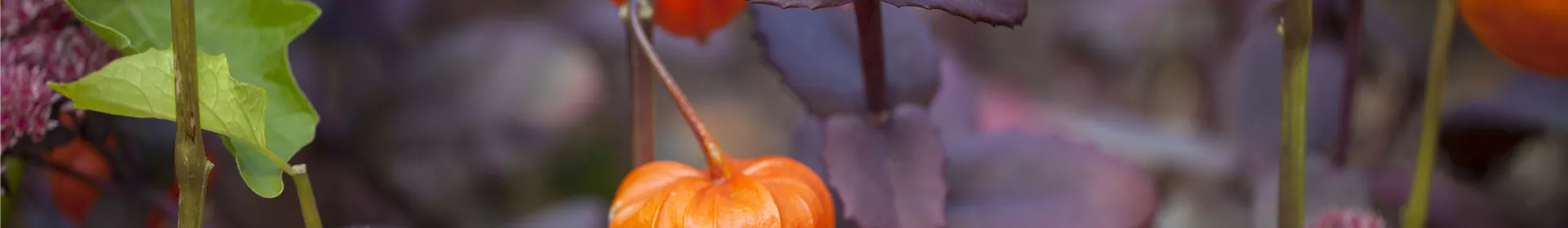 Schaurig schöne Tischgirlande aus Physalis - Rosengut Langerwisch