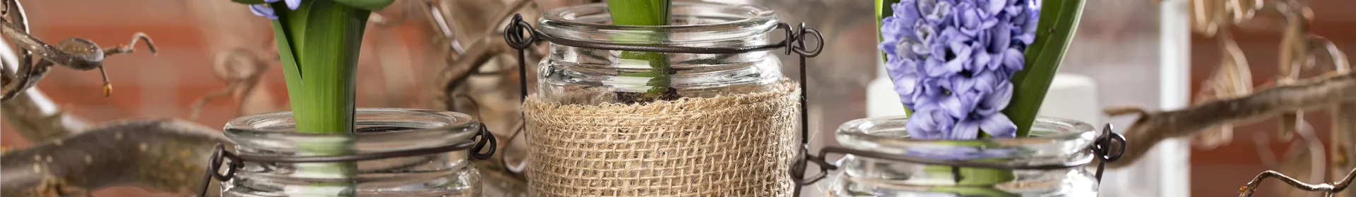 Blumenzwiebeln im Haus – Frühling im Wohnzimmer - Rosengut Langerwisch