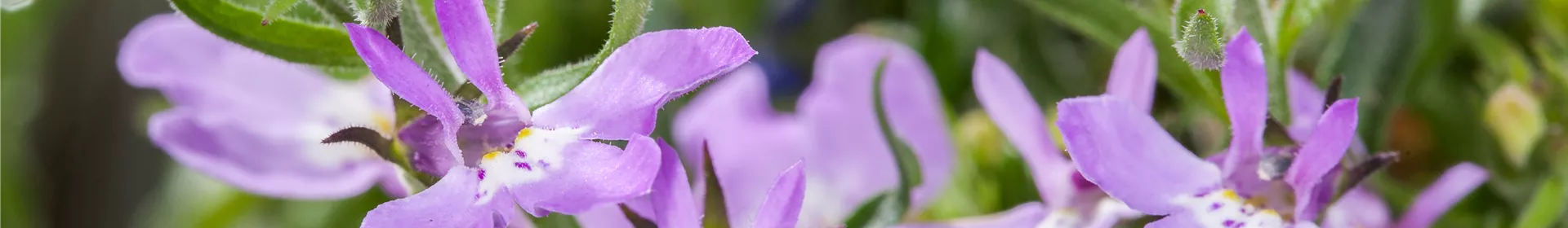 Männertreu – eine gefährliche Sommerliebe mit besonderen Blüten - Rosengut Langerwisch