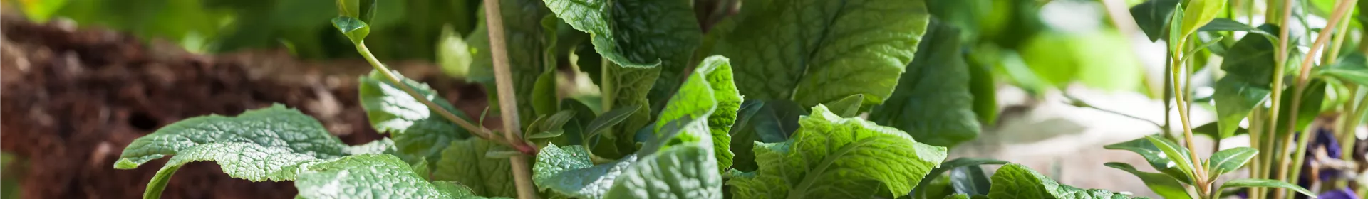 Tolle Frühblüher starten bunt ins Gartenjahr - Rosengut Langerwisch