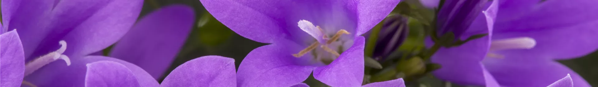 Die Glockenblume als perfekter Nachbar im Garten - Rosengut Langerwisch