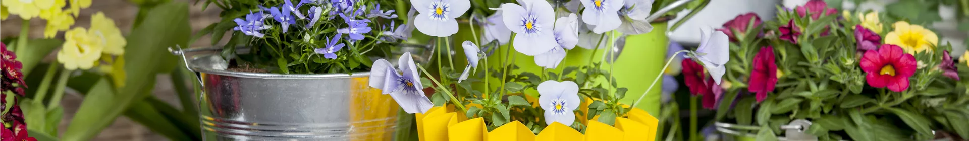 Frühling auf dem Balkon - Hornveilchen, Narzisse und Co. - Rosengut Langerwisch