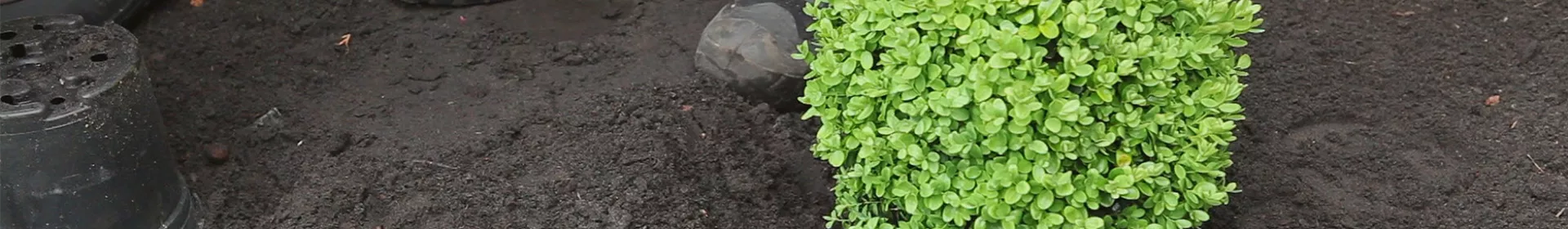 Buchsbaum - Einpflanzen im Garten - Rosengut Langerwisch