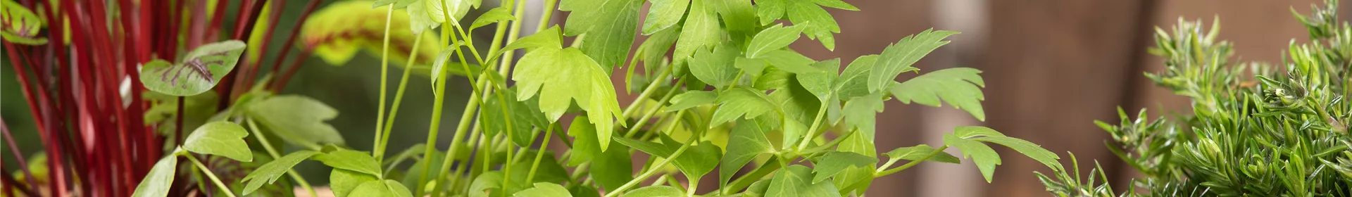 Mit Urban Gardening vom Balkon zur Kräuter-Oase - Rosengut Langerwisch