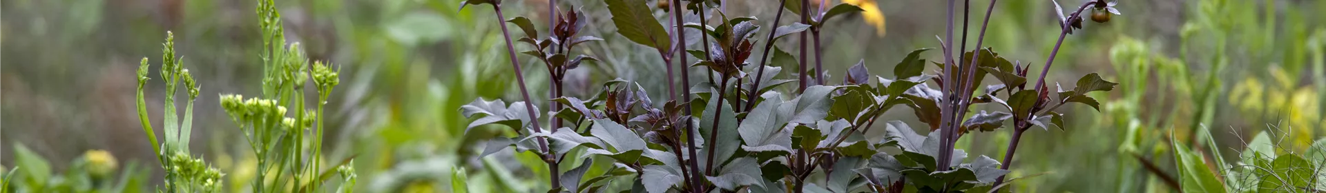 Der Boden im Blumenbeet: Vorbereitung und Pflege - Rosengut Langerwisch