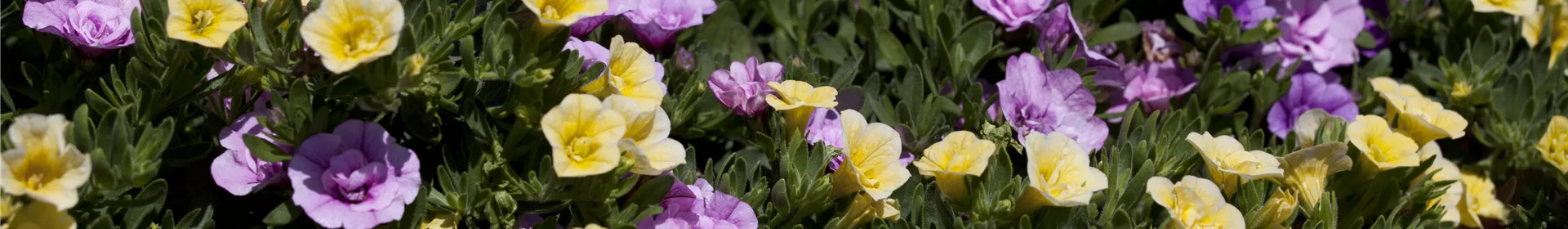 Farbe bekennen macht im Garten richtig Spaß! - Rosengut Langerwisch