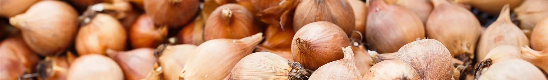 Blumenzwiebeln – kleine Zwiebeln mit großer Wirkung - Rosengut Langerwisch