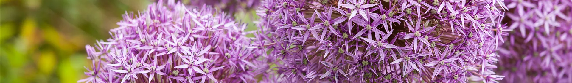 Allium – pflegeleichter Zierlauch als Gartenschmuck - Rosengut Langerwisch