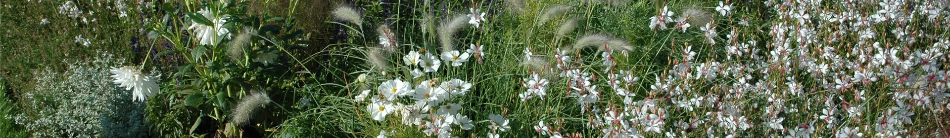 Ganz in Weiß – elegante Gartengestaltung mit Stil - Rosengut Langerwisch