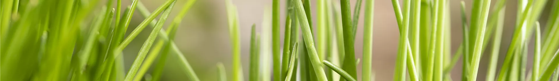 Kräuter schmücken jeden Garten - Rosengut Langerwisch