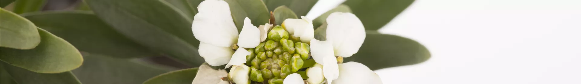 Die Schleifenblume – ein wahres Mauerblümchen - Rosengut Langerwisch