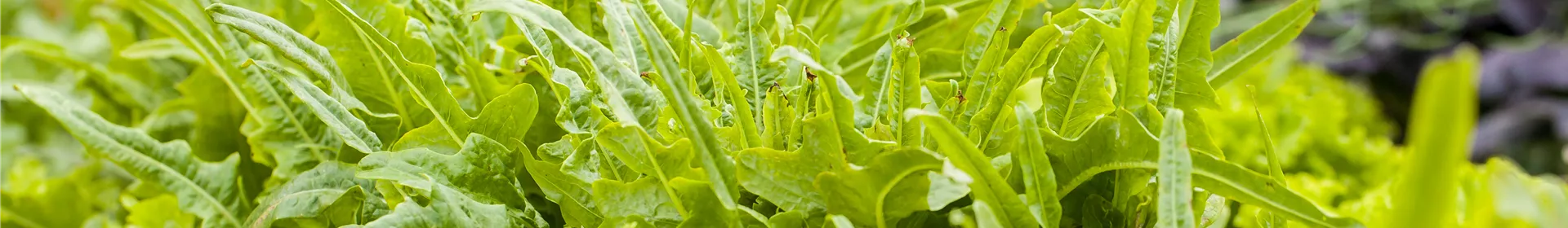 Ein bunter Salat auf dem Balkon mit Urban Gardening - Rosengut Langerwisch