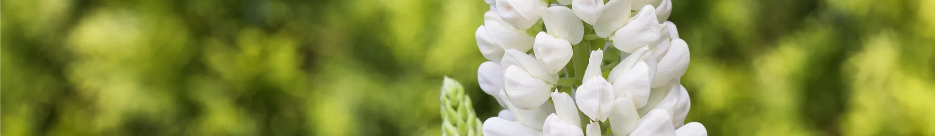 Lupinen, gut für den Garten und seine Bewohner - Rosengut Langerwisch