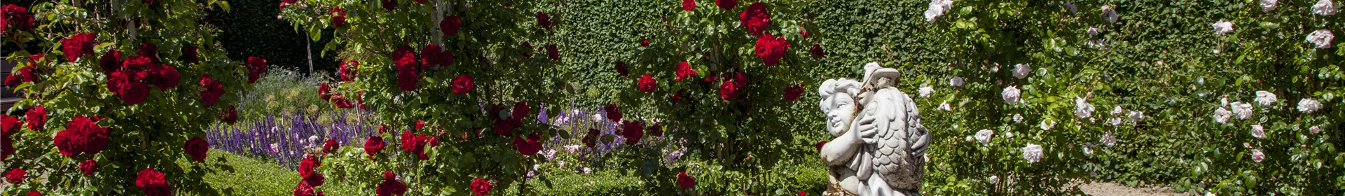 Der Barockgarten: royales Flair im eigenen Garten - Rosengut Langerwisch