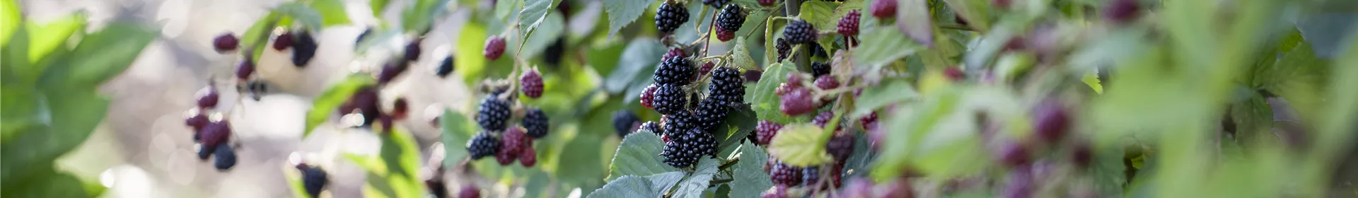 Brombeeren – wilde Leckereien mit langer Tradition - Rosengut Langerwisch