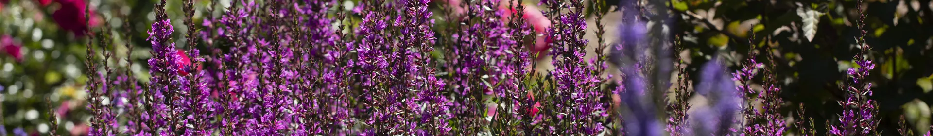 Wellness im eigenen Garten - Oasen schaffen - Rosengut Langerwisch