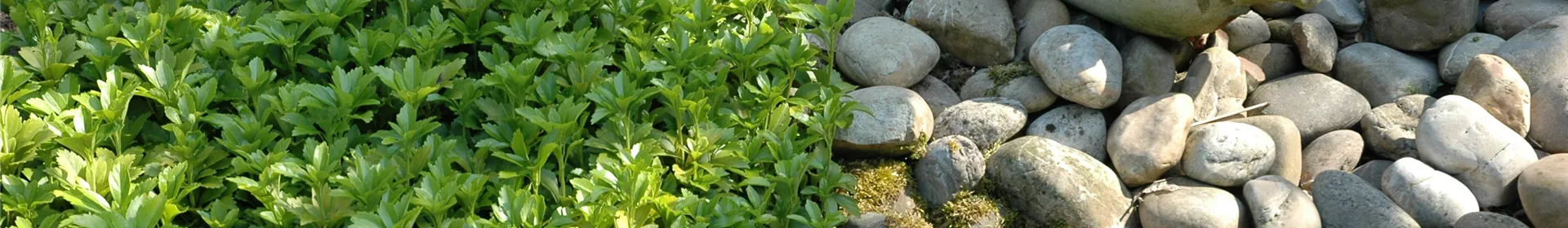 Auf dem Boden der Tatsachen – Bodendecker im Garten - Rosengut Langerwisch