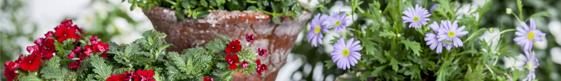 Der ganz große Stil im Garten - eine Anleitung für Menschen mit Liebe zu Effekten - Rosengut Langerwisch