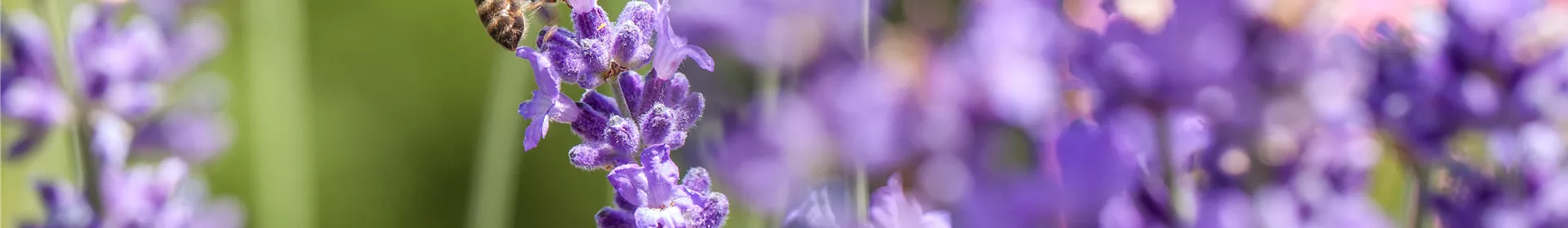 Bienenfreundliche Sommerblumen – ein Büffet für Biene und Co. - Rosengut Langerwisch