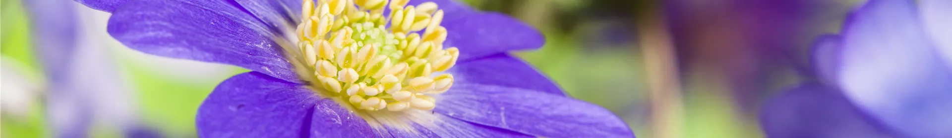 Anemonen im Topf bringen Farbenfreude auf den Balkon - Rosengut Langerwisch