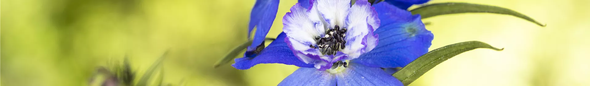 Blumenbeete in Blau und Violett - Rosengut Langerwisch