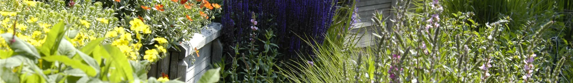 Das Staudenbeet – ein Blütenmeer im Garten - Rosengut Langerwisch